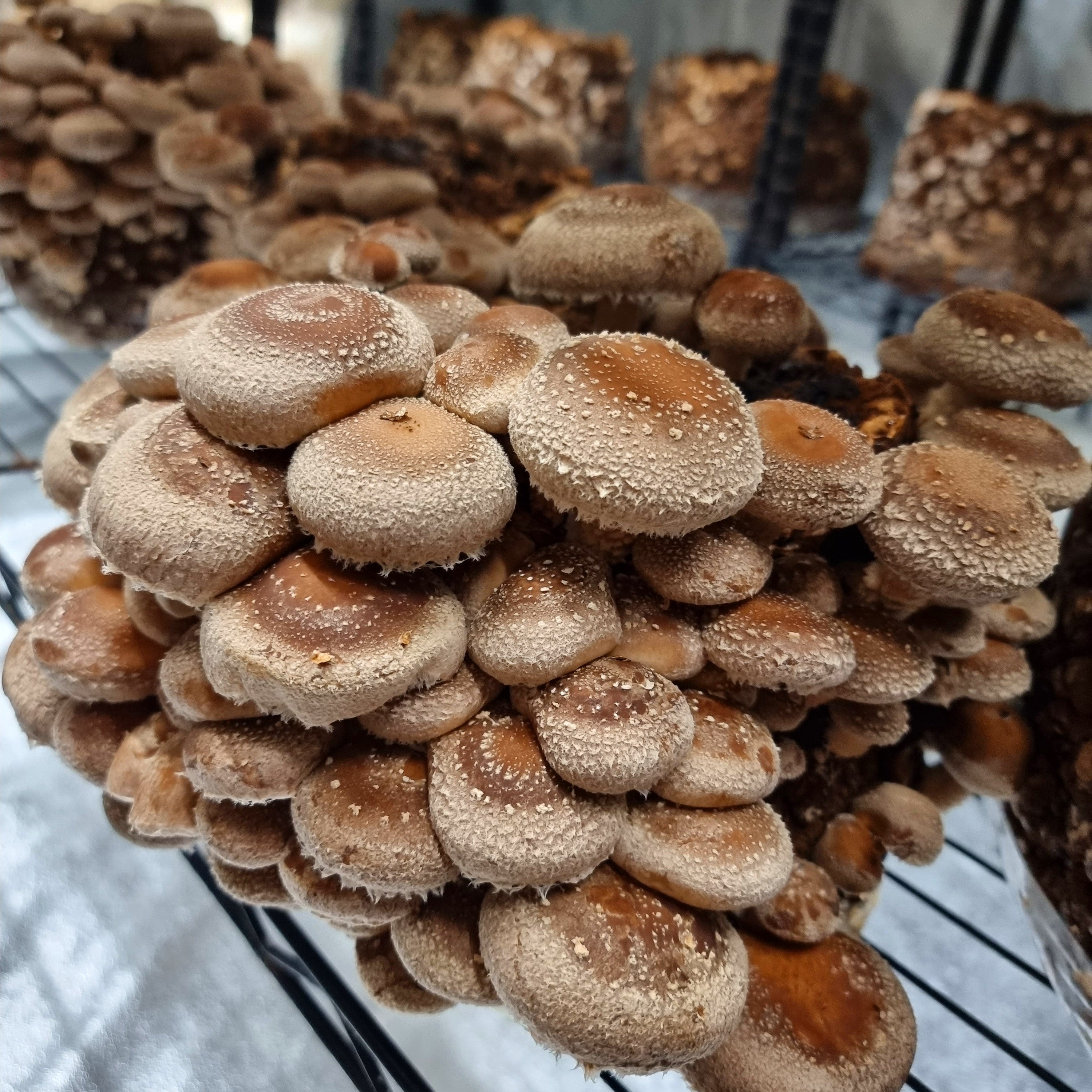 Träpluggar för Shiitake