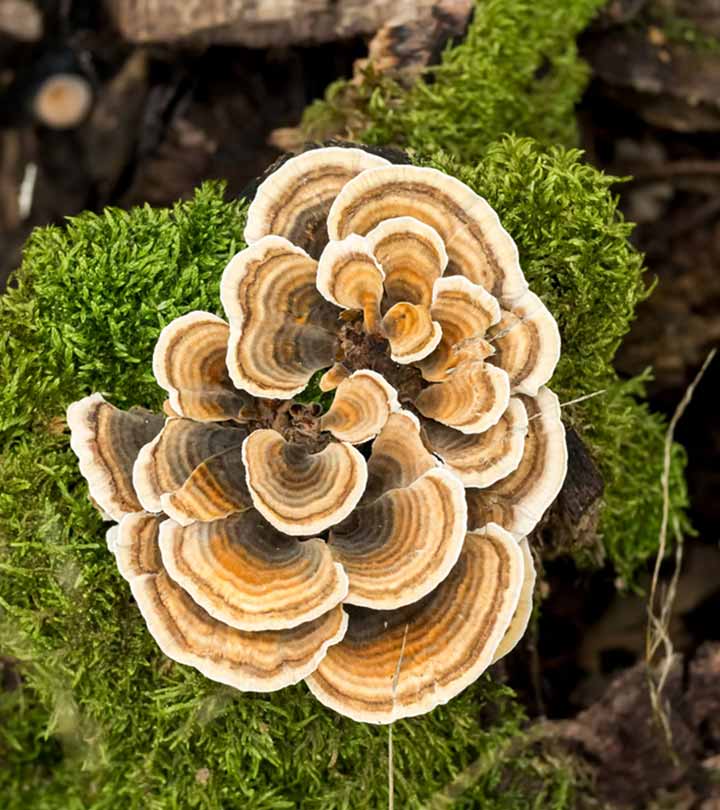 Turkey Tail Pulver (Bio)