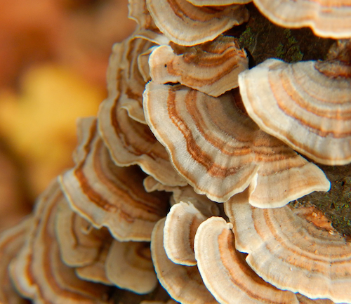 Turkey Tail Pulver (Bio)