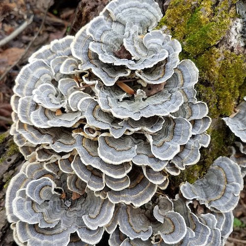 Holzdübel für Truthahn-Schwanz