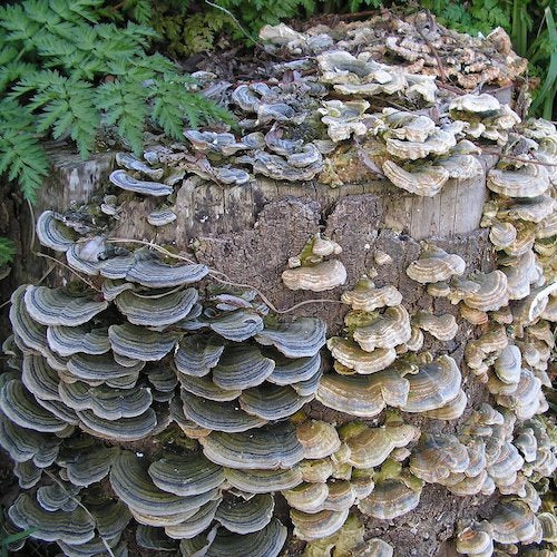 Holzdübel für Truthahn-Schwanz