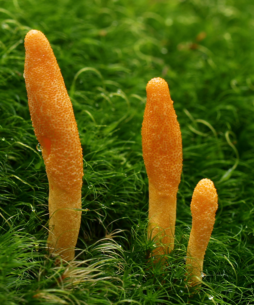 King of Mushrooms Extract Bundel