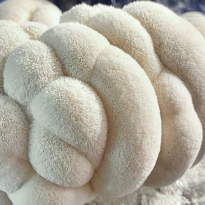 Liquid Culture for Lion&