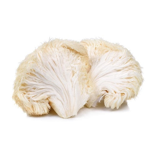 Mycélium pour Lion&