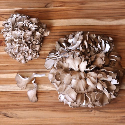 Maitake-Pulver (Bio)