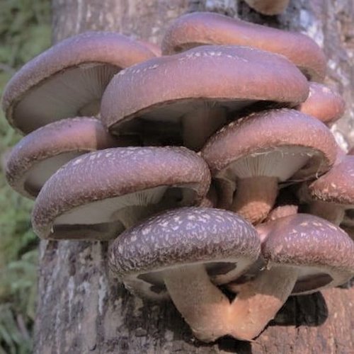 Träpluggar för Shiitake