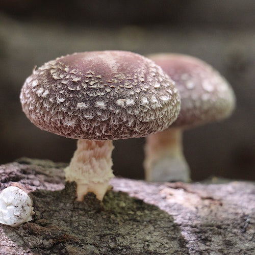 Shiitake (biologisch) - Gedroogd - Grade A