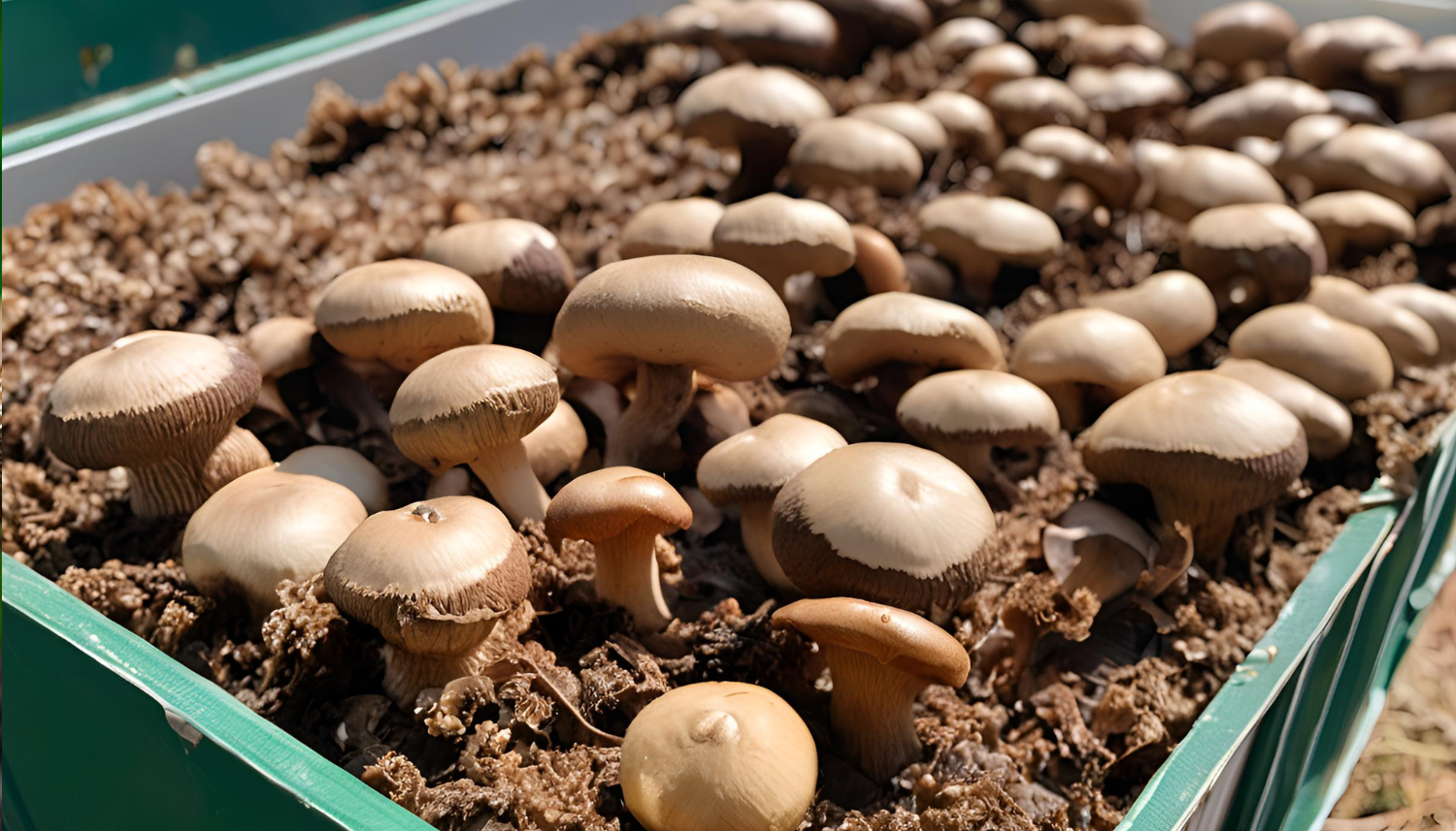 Thuis shiitake-paddenstoelen kweken