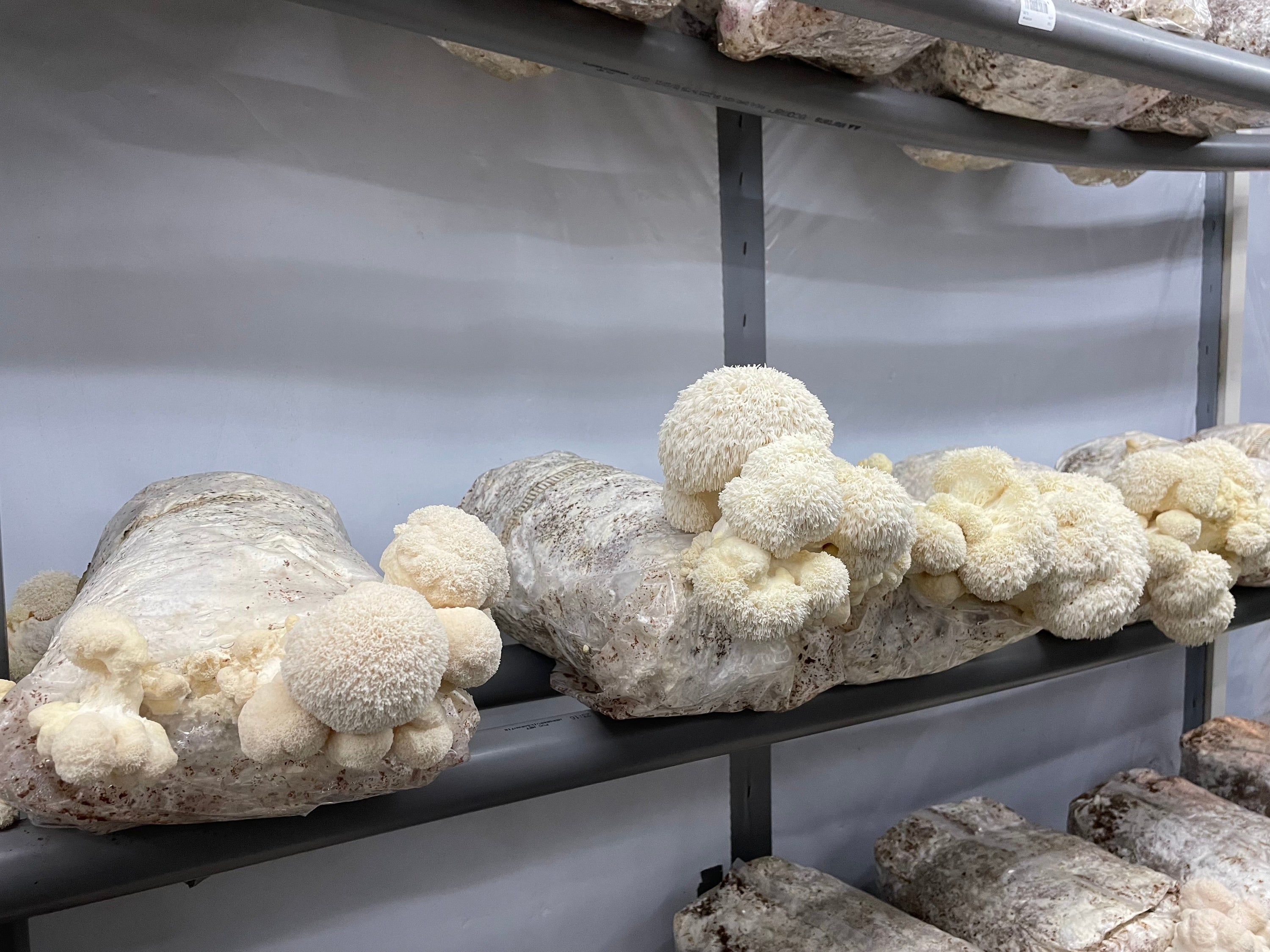 Lion's Mane kweken: complete gids voor beginners