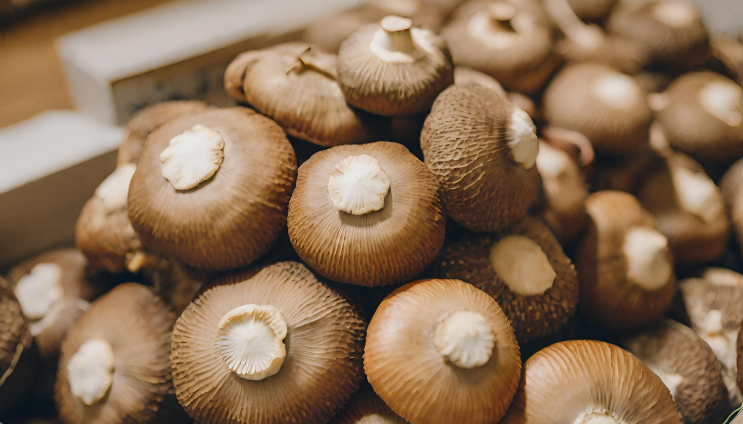 Shiitake in de winkel