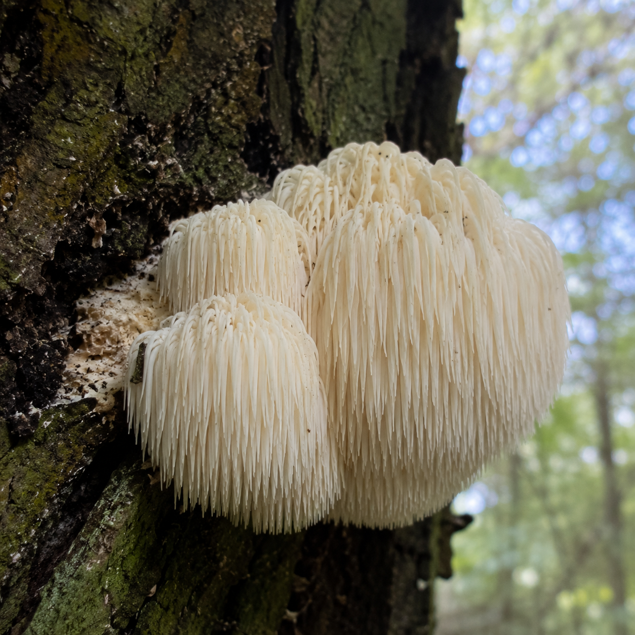 Wat is Lion's Mane? Alles over deze populaire functionele paddenstoel