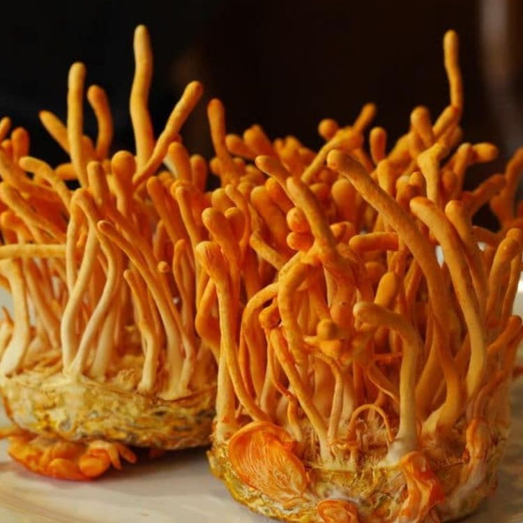 Cordyceps Extract 500mg (organic) - 90 pieces