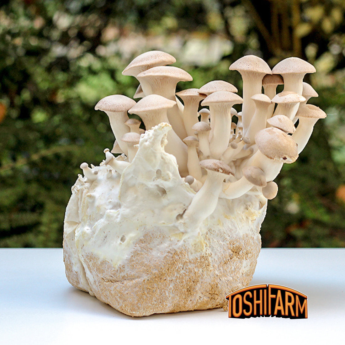King oyster mushrooms growing kit