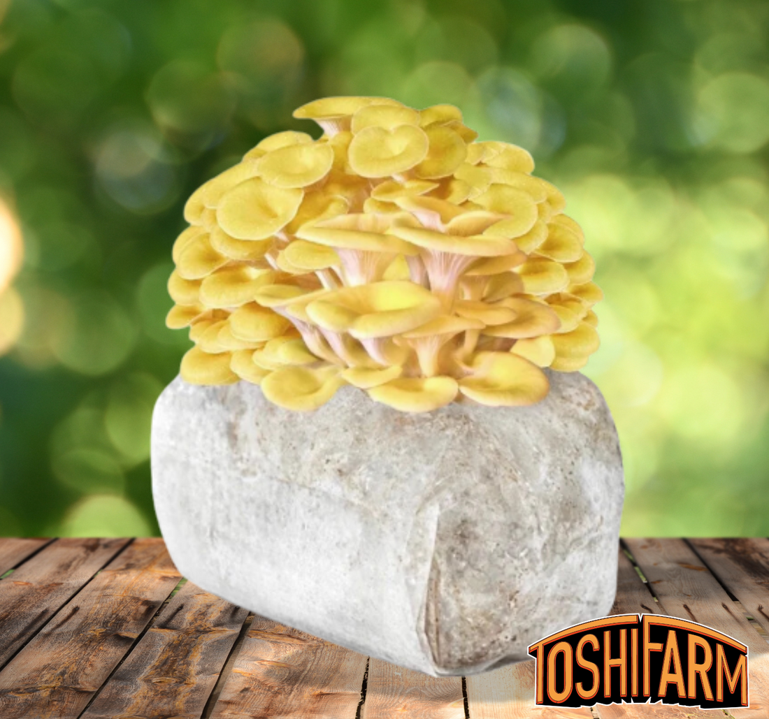 Yellow Oyster Mushroom Grow Kit