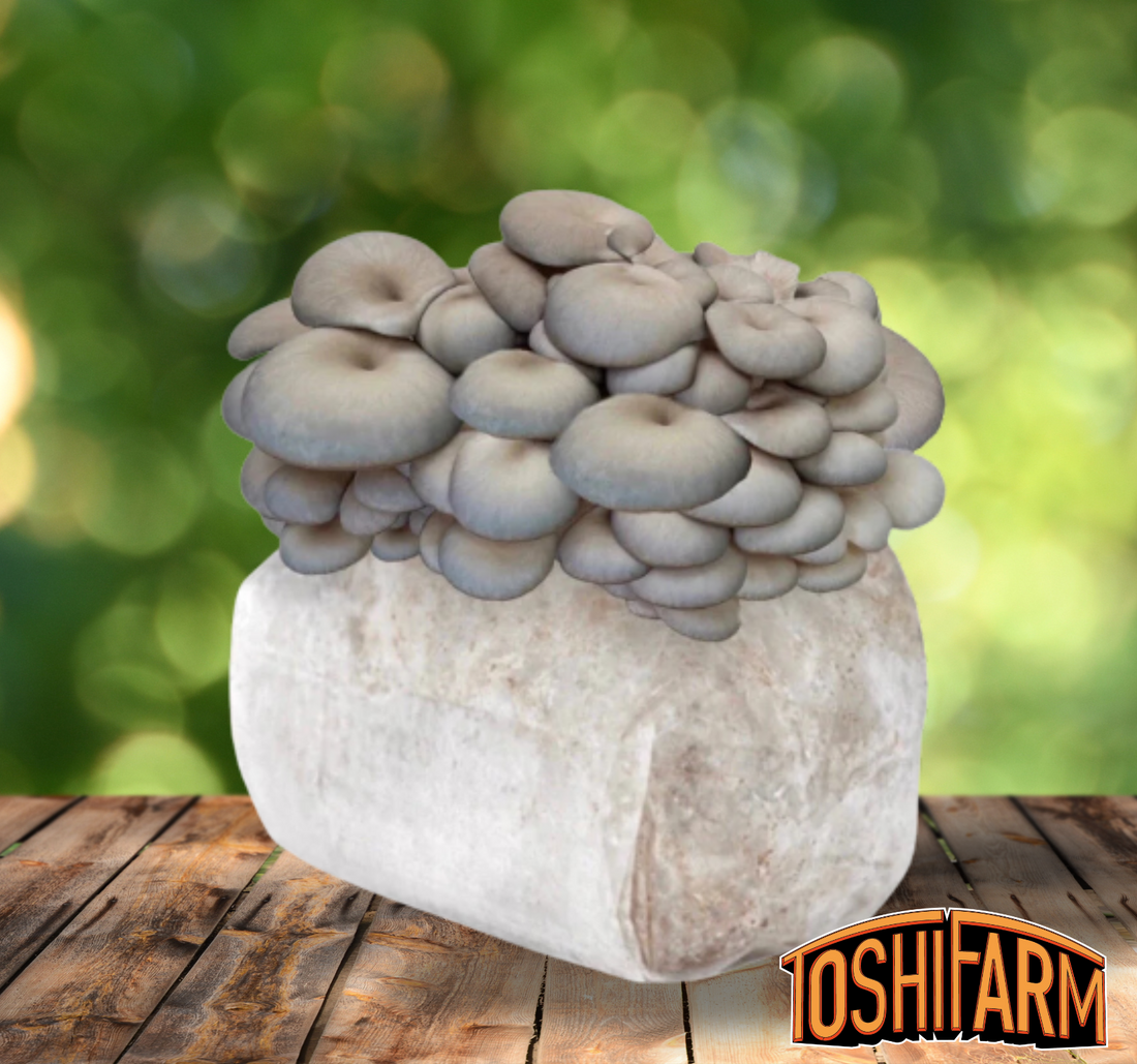 Grey Oyster Mushroom Grow Kit