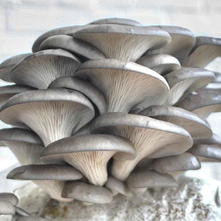 Oesterzwam Triple Fruiting Bundel