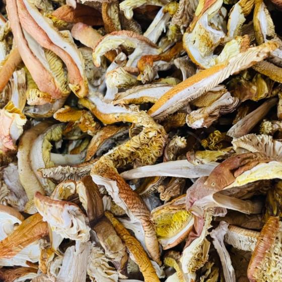 Caesar’s Amanita (wild picked) - Dried - Grade A