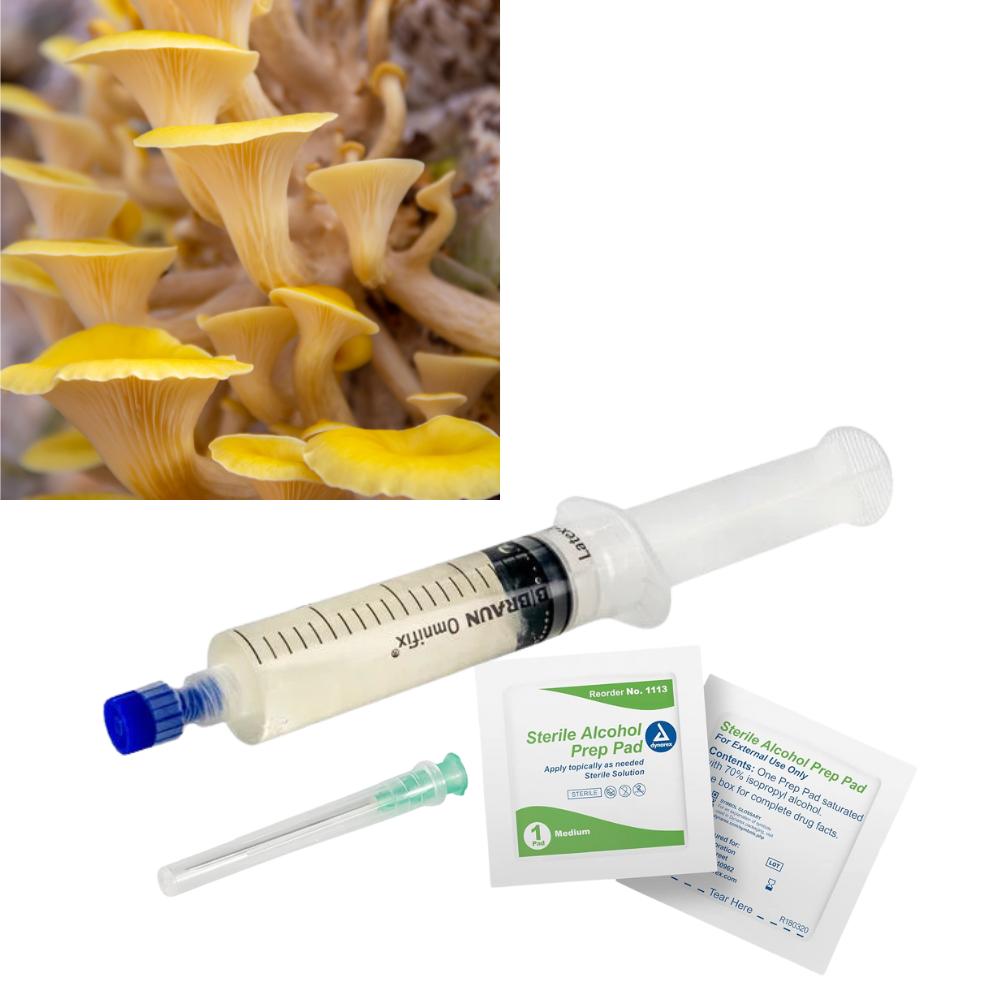 Liquid Culture for Yellow Oyster mushrooms