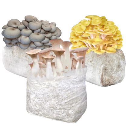 Oesterzwam Triple Fruiting Bundel