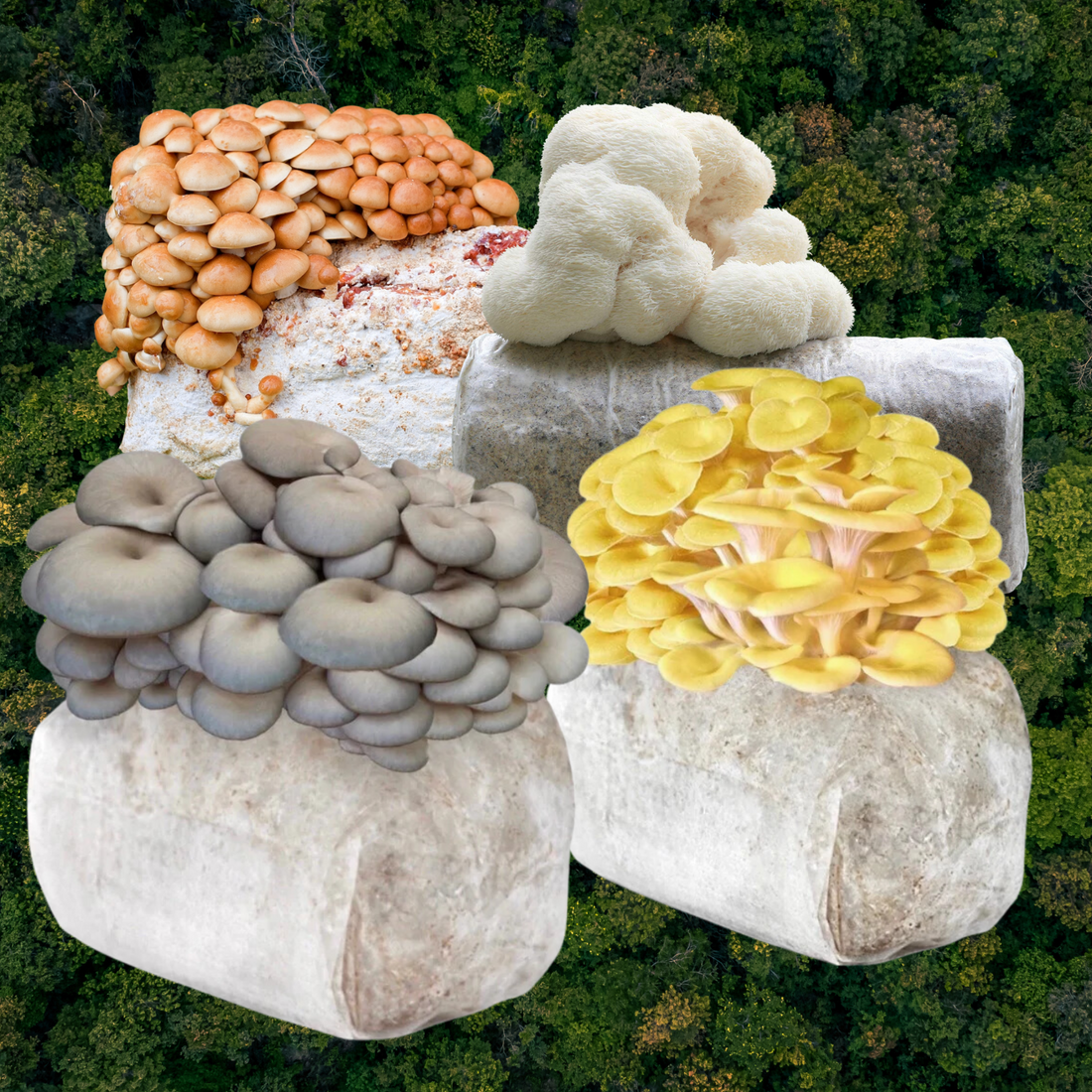 Gastronomy Mix Pack