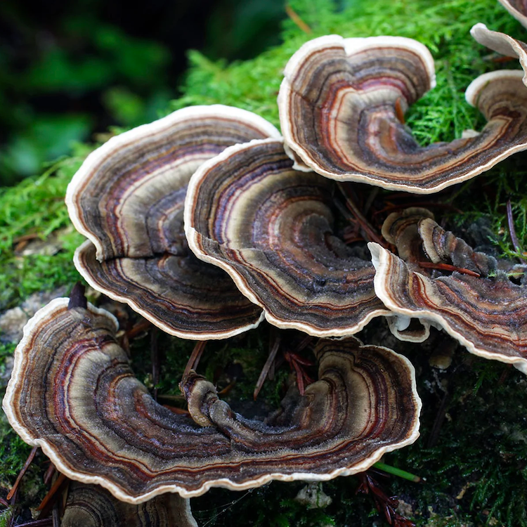 Turkey Tail Extract 500mg (organic) - 90 pieces