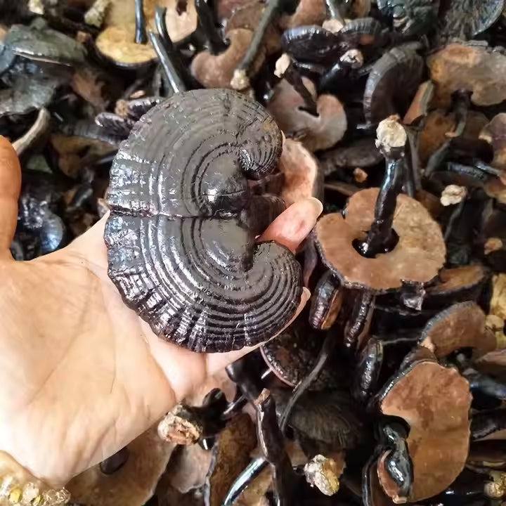 Liquid Culture voor Zwarte Reishi