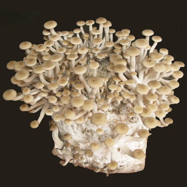 Spawn for beech fungus
