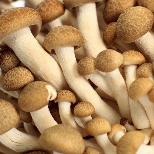 Spawn for beech fungus