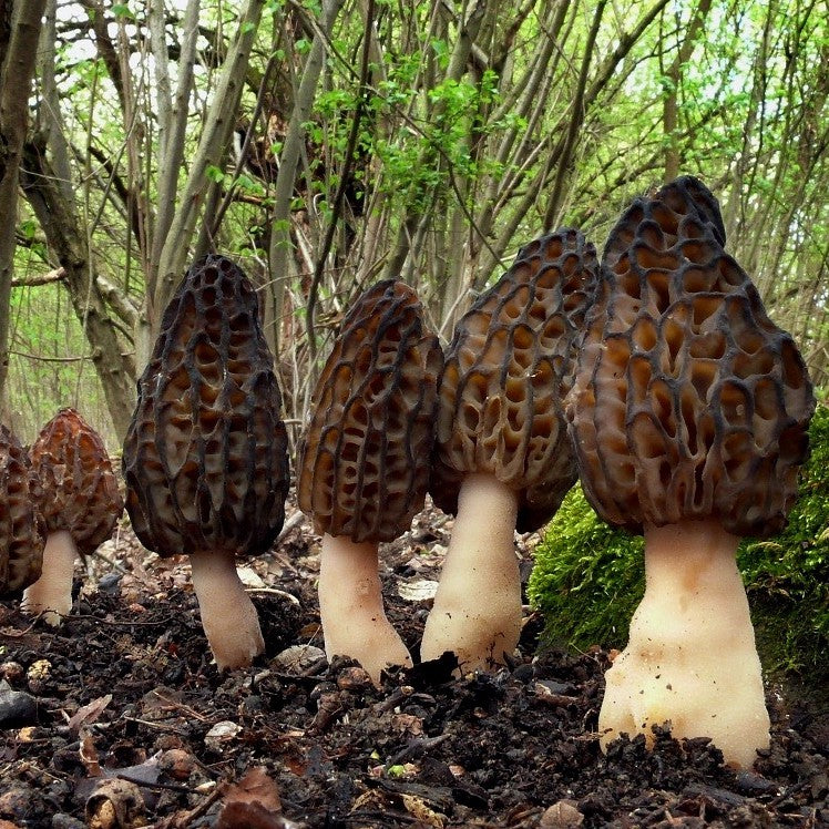 Spawn for black morels