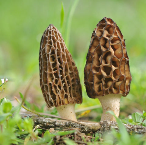 Spawn for black morels