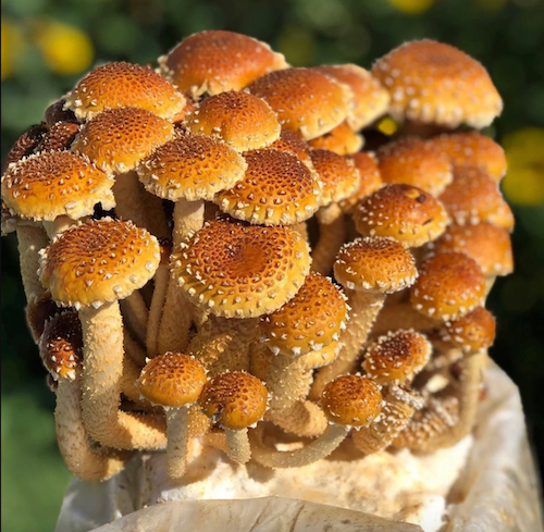 Mycel för Nameko