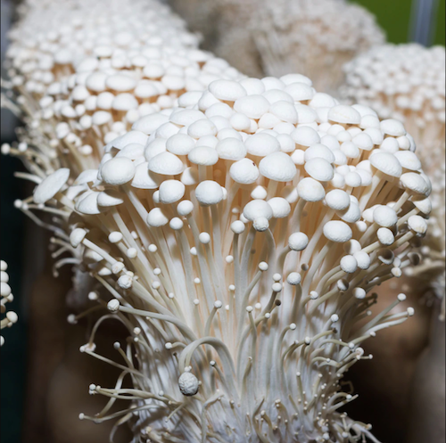 Spawn for enoki