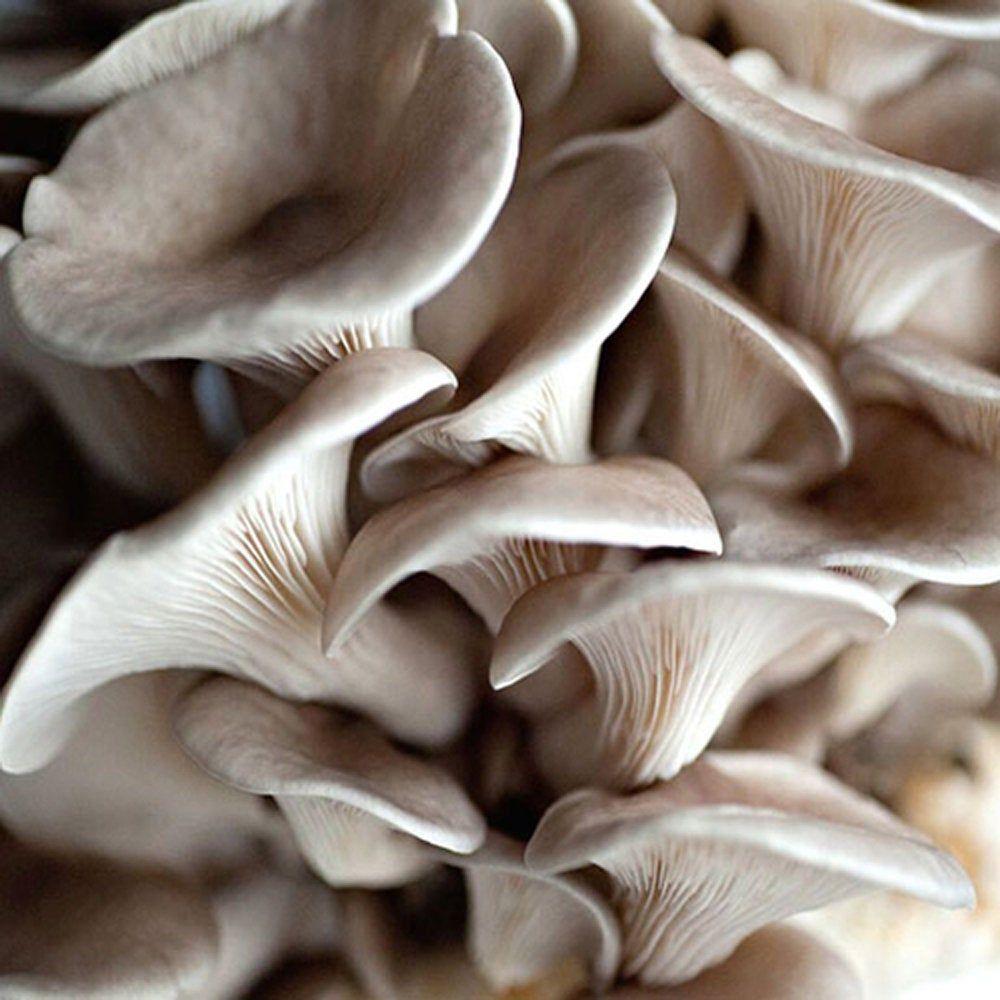 Professional breeding bundle for 3 colors of oyster mushrooms
