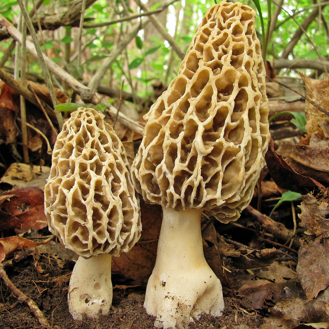 Spawn for ordinary morels