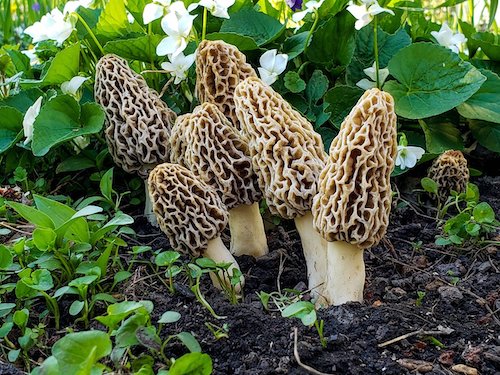 Spawn for ordinary morels