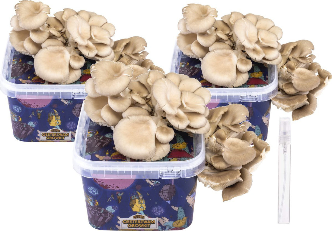 Professional breeding bundle for gray oyster mushrooms