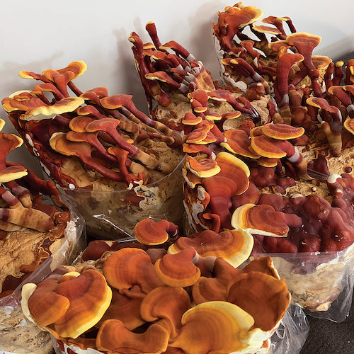 Reishi kweekset