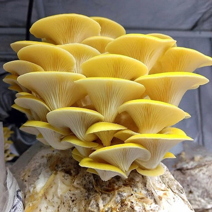 Liquid Culture for Yellow Oyster mushrooms